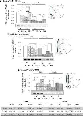 Western Blot: Glycogen phosphorylase, muscle form Antibody [NBP2-16689]